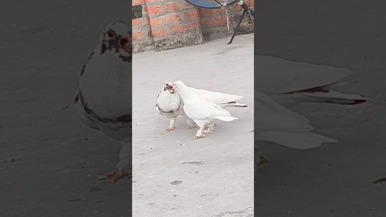 😍❤️Pigeon baby feed #shortsfeed #kabutar #viralvideo #pigeonfeed #viralshort