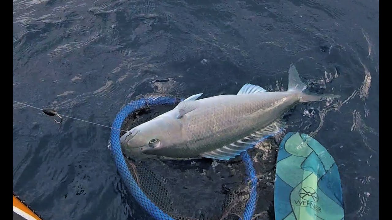 Catch, clean and cook Hawaiian uku (green jobfish)