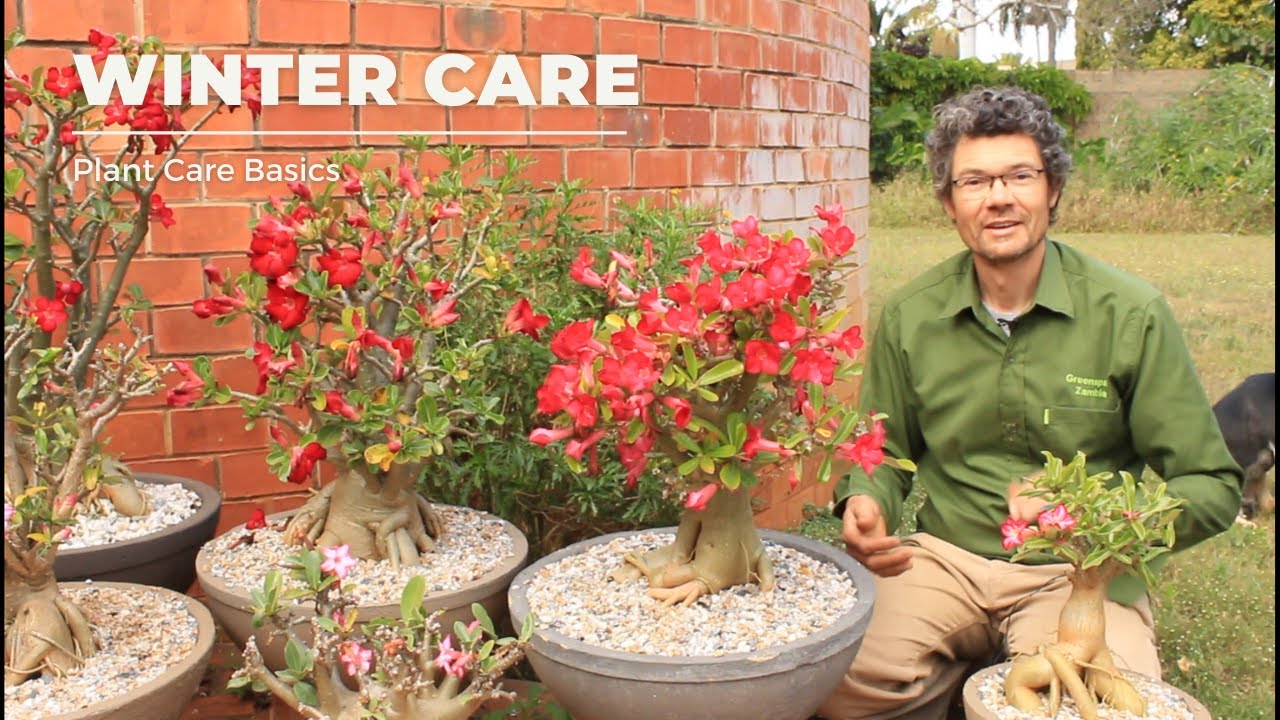 Winter Care for Warm Climates: A Guide to Keeping Your Desert Roses Thriving