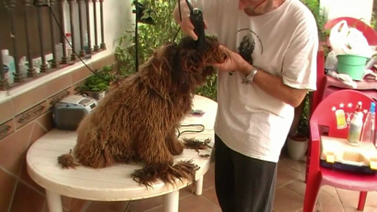 Esquilado del perro de agua español