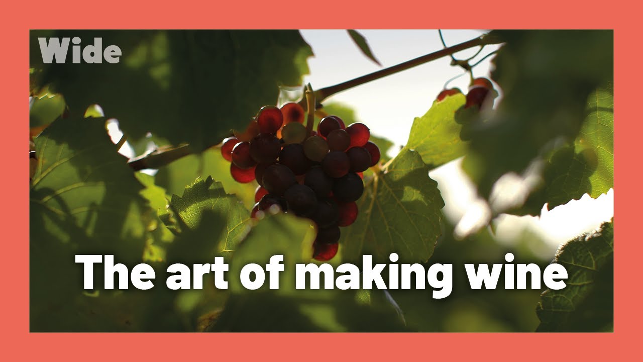 Tasmania: Growing top-grade wine grapes I WIDE