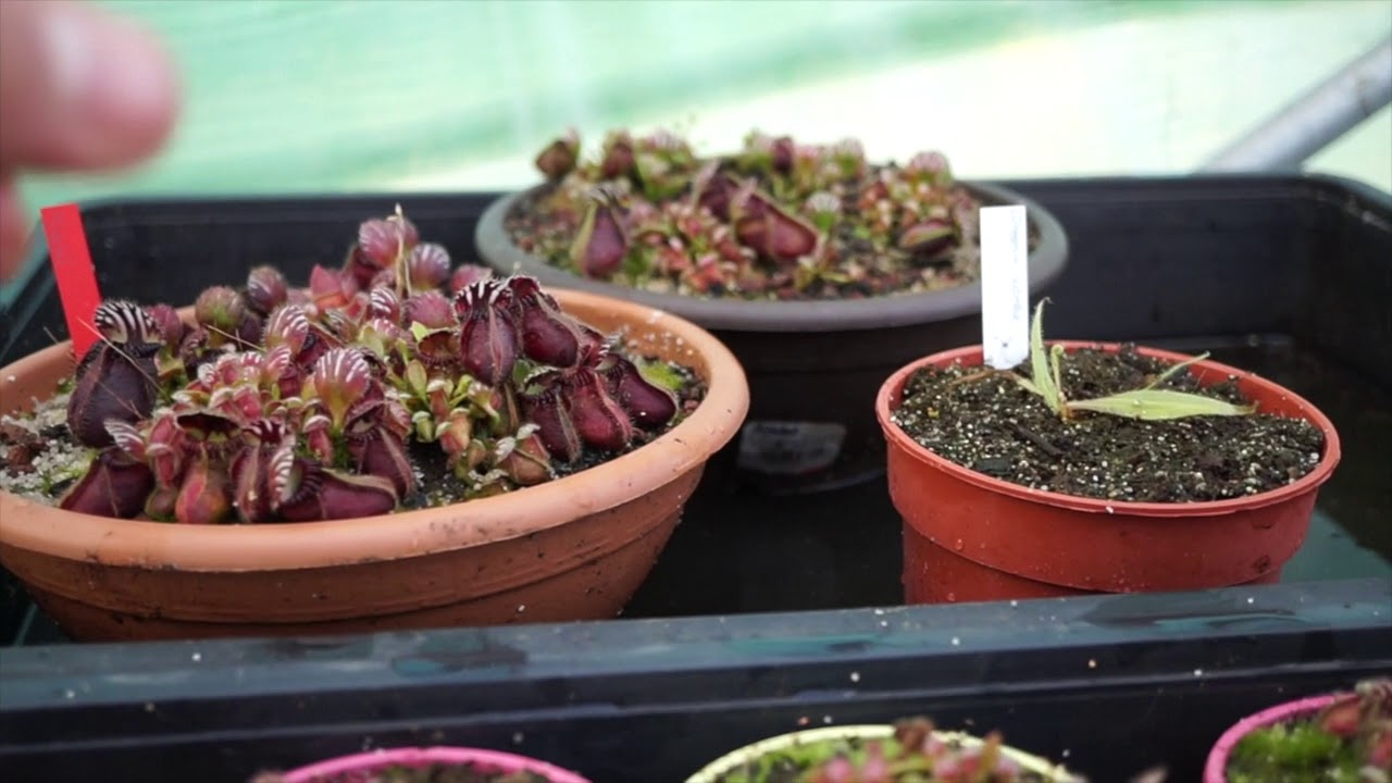 Vuelvo a intentarlo con Drosera adelae 💪🏼