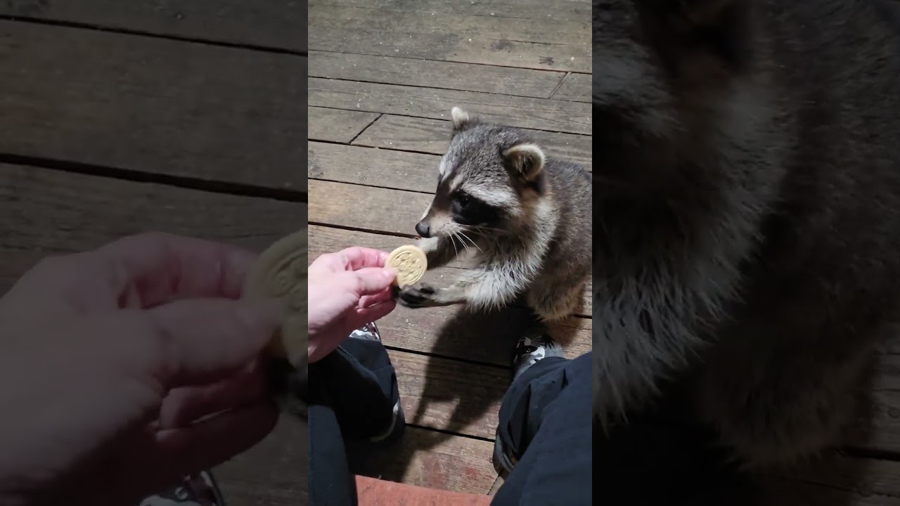 Friday March 6th cookies and cinnamon rolls for my sweet tooth raccoons! 