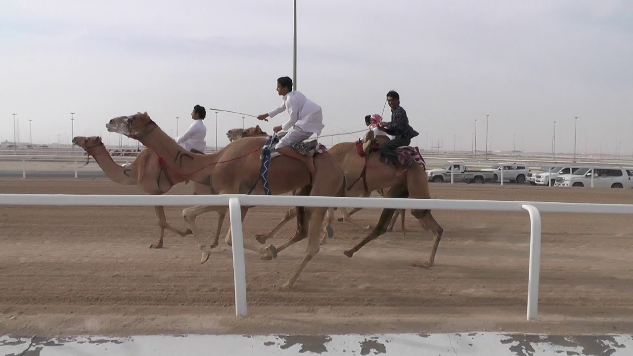 سباق تحدي أشبال قطر للهجن - البطل بدر محسن زيد راشد أنديلة _ مسافة 2 كم _ 3:30:85