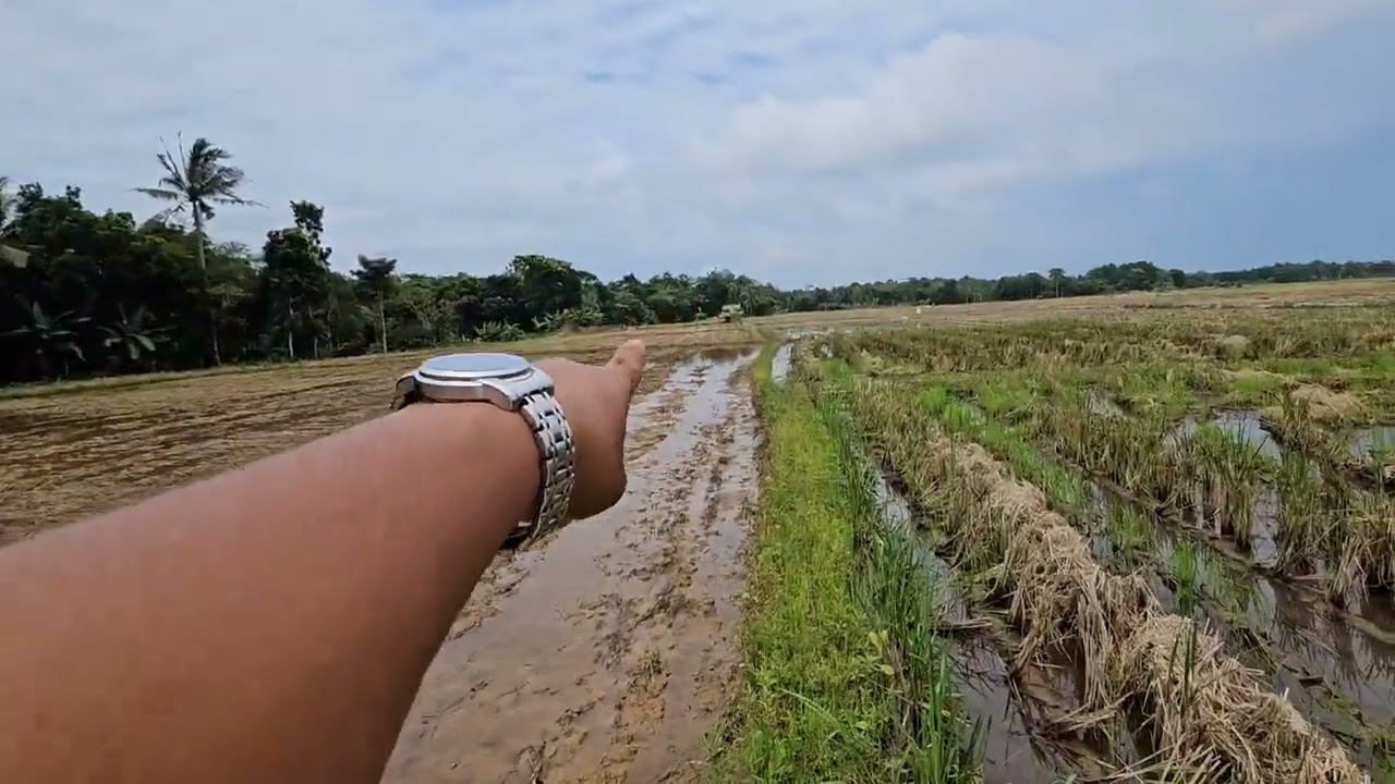 Sawah produktif di jual murah hanya 29 rb permeter #propertyinvestment #investasiproperty #jualtanah