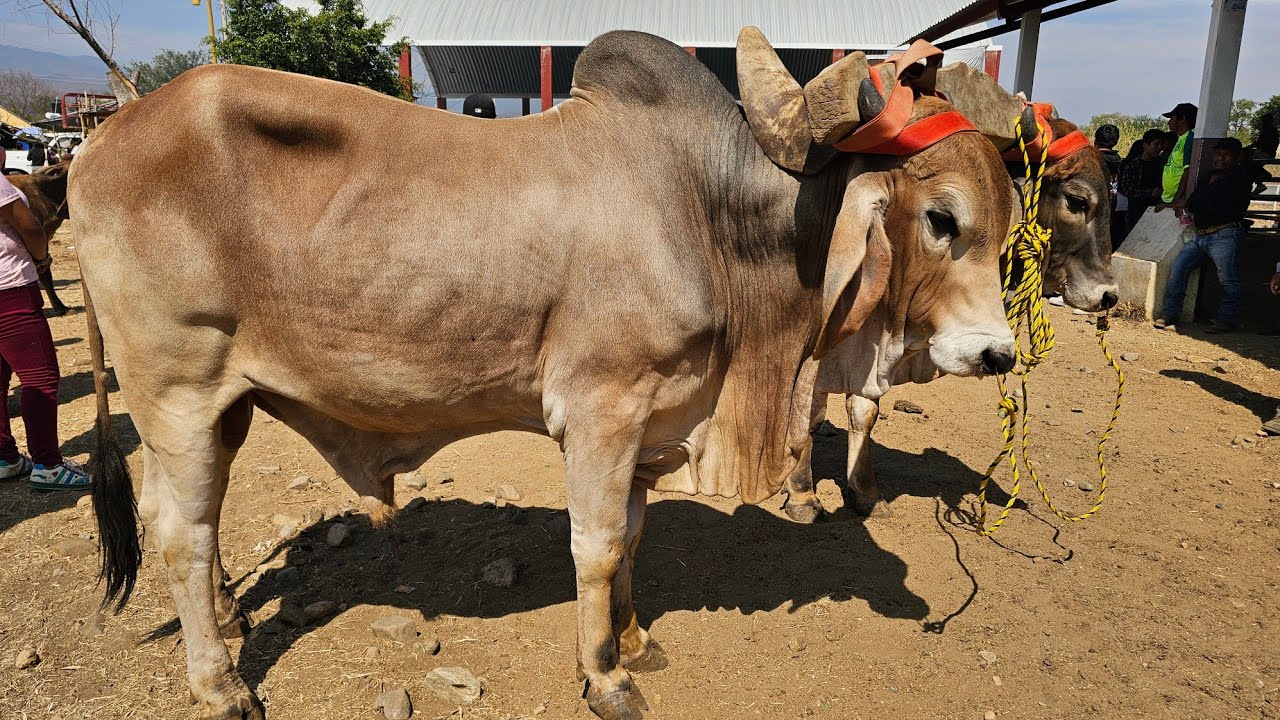 JUEVES DE plaza ganadera Cuilapam oaxaca Yuntas de toros Becerros vacas 🐄 borregos puercos y mas
