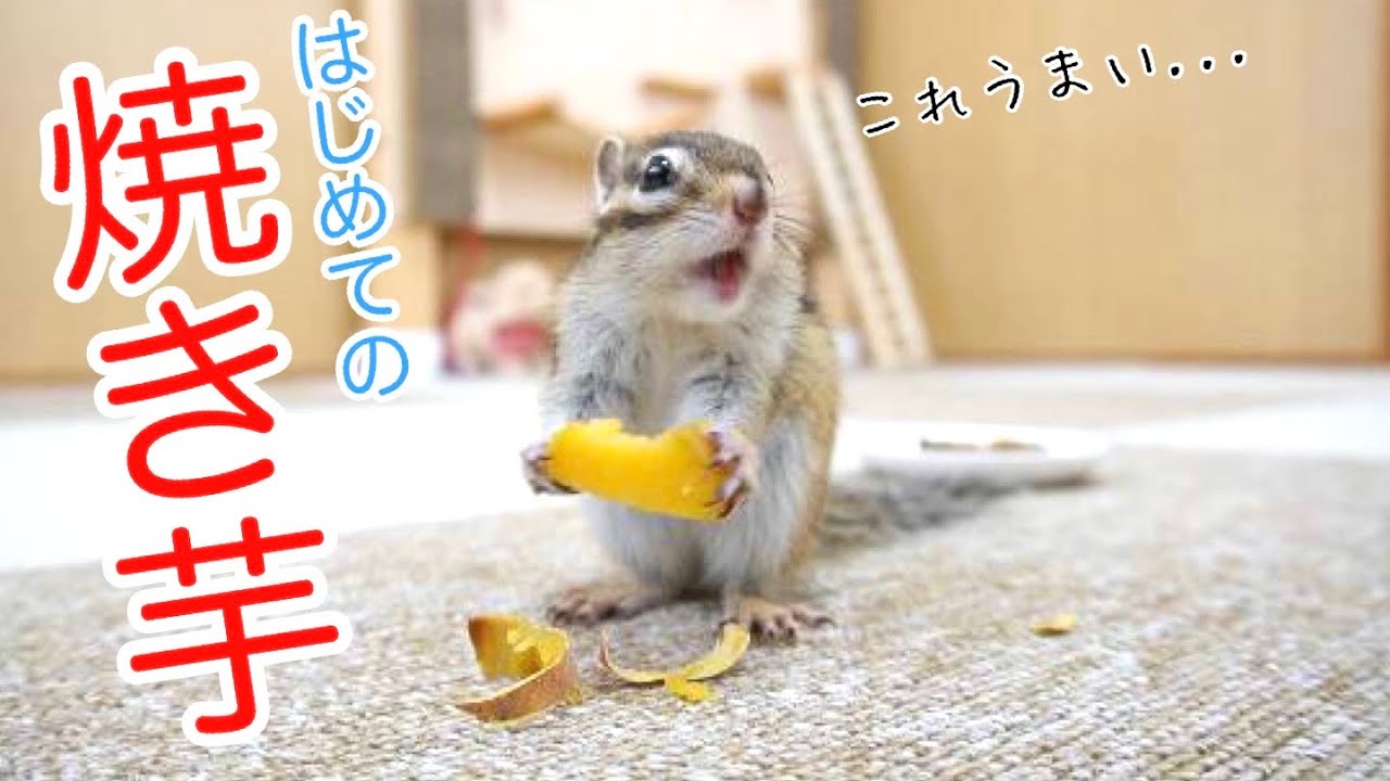 【シマリス】焼き芋の美味しさに目覚めてしまったリスがこちらです...