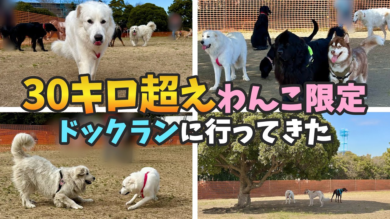 【大型犬】30キロ超えわんこ限定のドッグランに行ってきた【超大型犬】