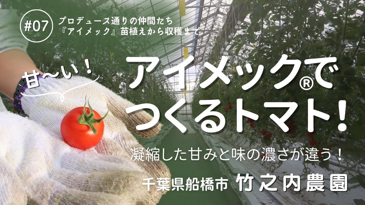 【農場見学】アイメック®️って何？初めて聞くアイメック®️フィルムを使って栽培するトマト農家を見学　甘いトマトを作るその農法はどのようなものなのか！　/07竹之内農園さん（千葉県船橋市）