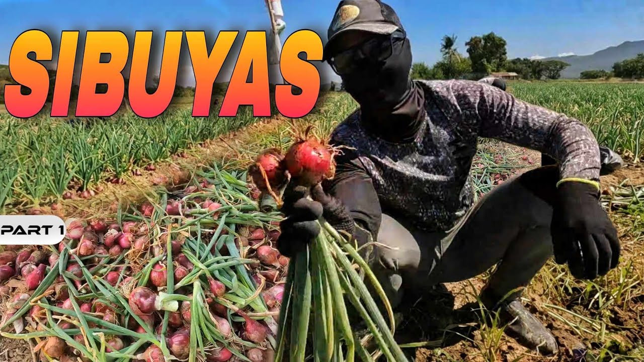 P1 - Panahon na ng Sibuyas