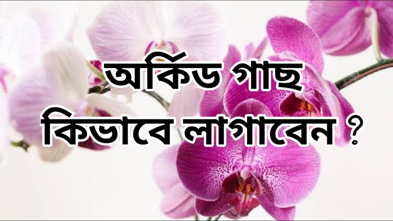অর্কিড গাছ কিভাবে লাগাবেন ? | অর্কিড গাছের চারা আমি যেভাবে প্রথম বার লাগালাম | Whimsy Crafter বাংলা