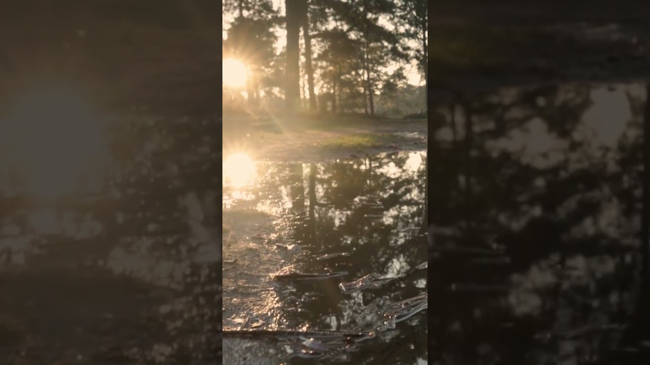 Matins ray of sun illuminates meadows and forests#Shorts#утрений луч солнца освещяет луга и леса