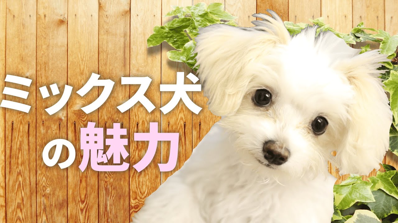 【すべての犬好きさんに届け】愛犬家必見！ミックス犬の魅力を解説【＃015】