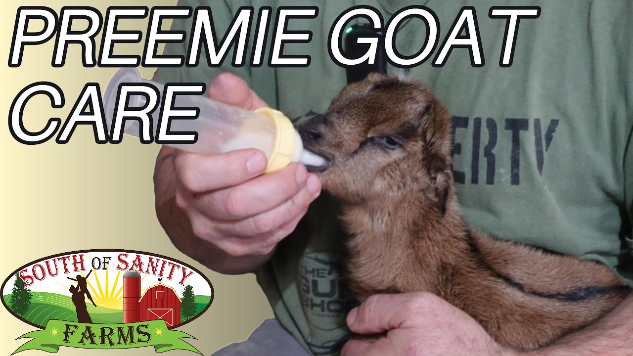 Saving Twin Goats Born Premature❤️