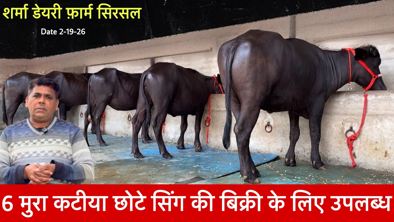 35 हजार से सुरवात 6 कटीया 6:15 महिने की ग्याभीन नया धमाका Shrma Dairy farm Sishral ✅