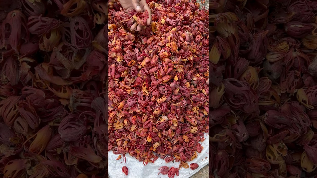 Javitri 🌿#nutmace #kerala #spices #shorts #youtube #gujrat #mumbai #delhi #rajasthan #hyderabad