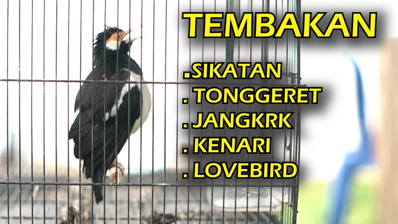 Pancingan burung JALAK SUREN | isian MEWAHH