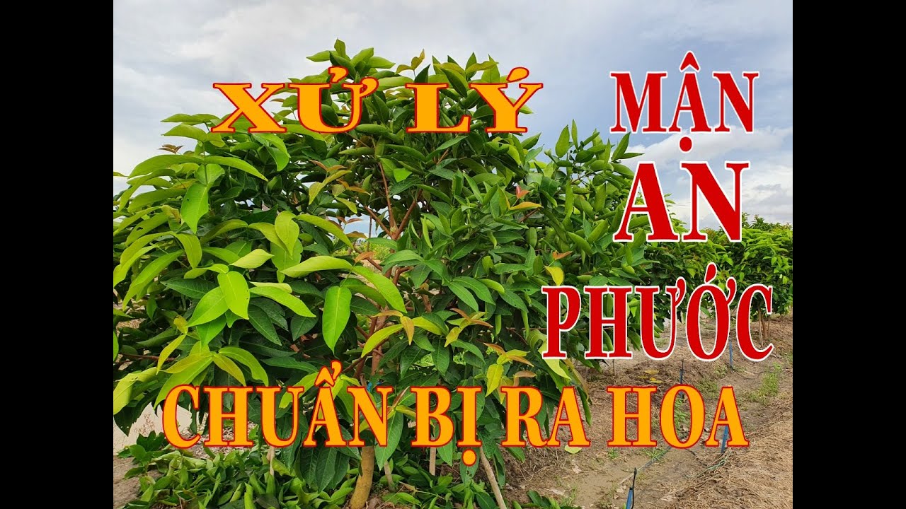 Xử lý mận an phước chuẩn bị ra hoa 