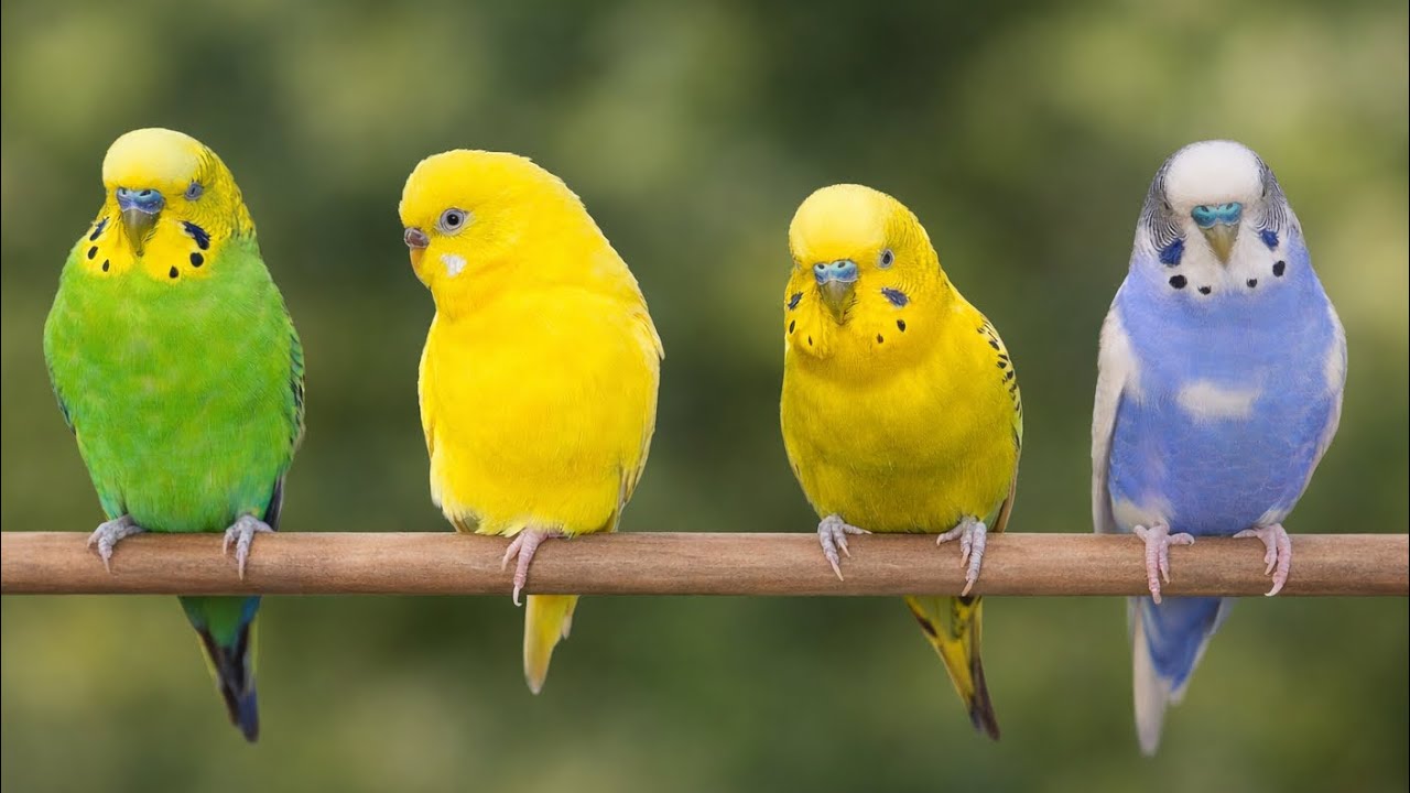 8 Hours of Budgie Best Friends - Mango and Chutney - Singing and Talking Sounds