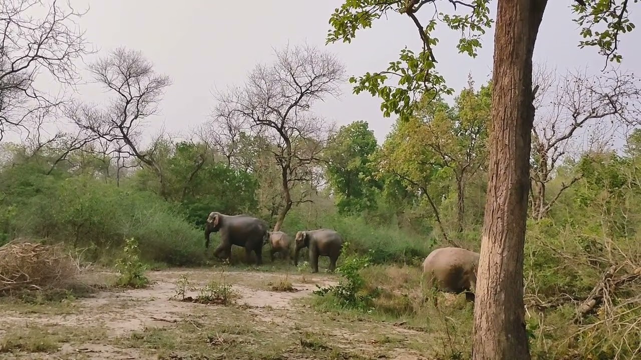 हाथियों के ग्रुप ने सुंदर सुंदर तस्वीरें दी 🌳🌳🌳🦣🦣टीम टाइगर सेविन समिति🦣🦣🦣🌳🌳🌳