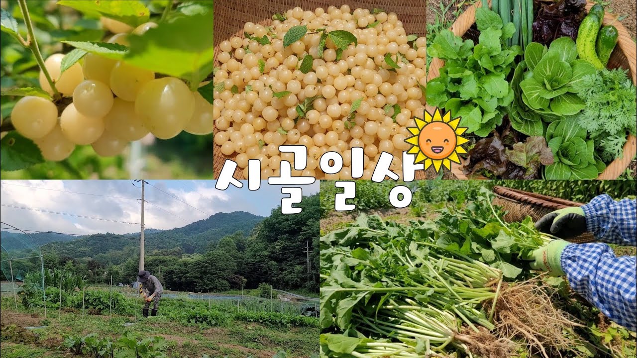 ENG 친환경으로 키운 야채와 과일을 안심하고 기분좋게 먹을수있어요🍓🥒🫒6월의 태양과 담백한 빗줄기는 텃밭작물을 더 풍요롭게합니다#시골일상 vlog