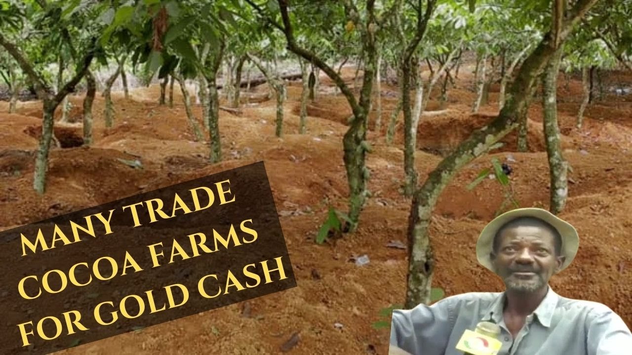 Why Cocoa Farmers Are Selling Out To Illegal Galamsey Gold Miners