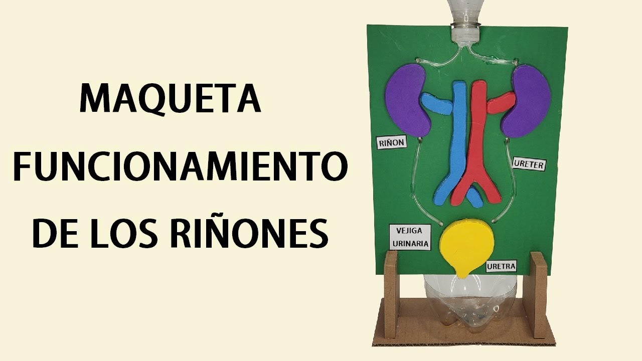 Como hacer una Maqueta de los RIÑONES funcional