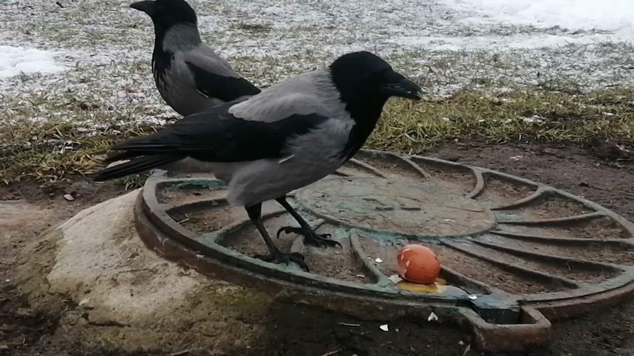 Вороны. К яйцу по старшинству / Hooded crows. Hierarchy & chicken egg 