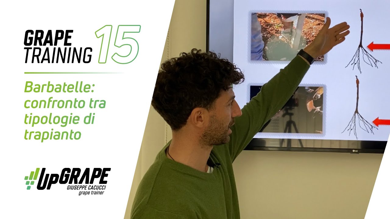 Barbatelle di uva da tavola: confronto tra tipologie di trapianto