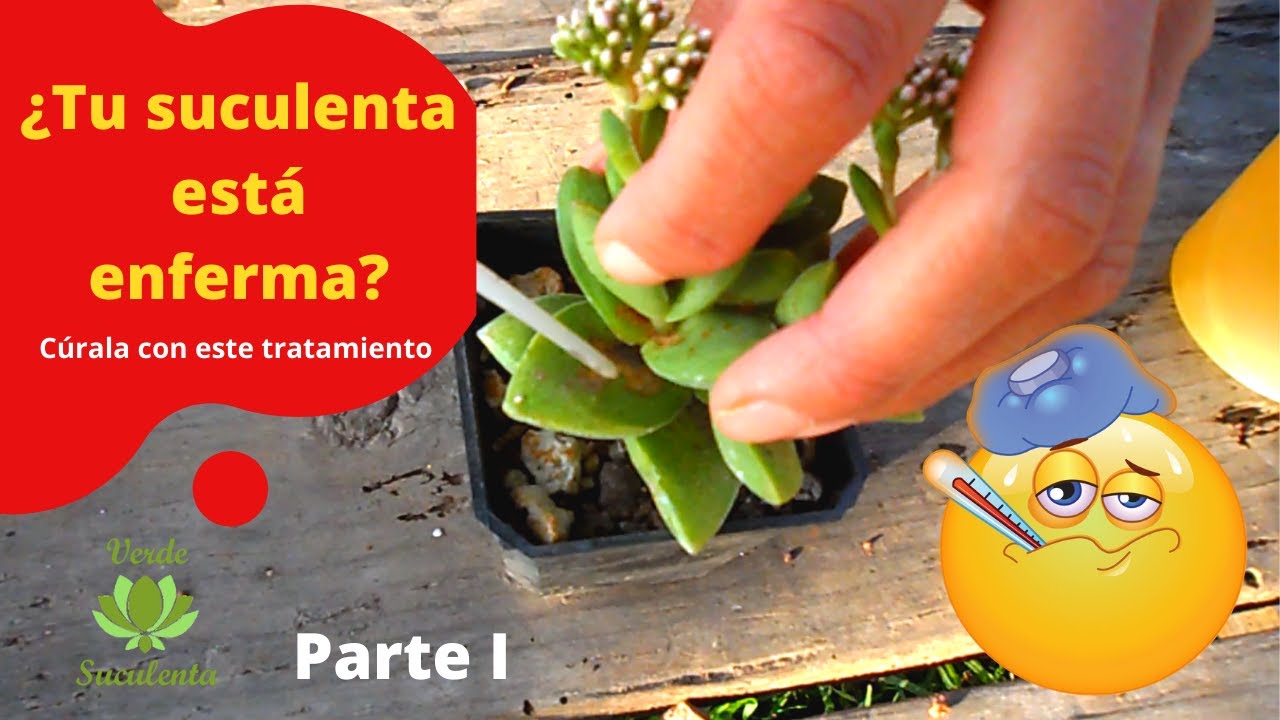 Cactus y suculentas sanas con caldo mineral hecho en casa.