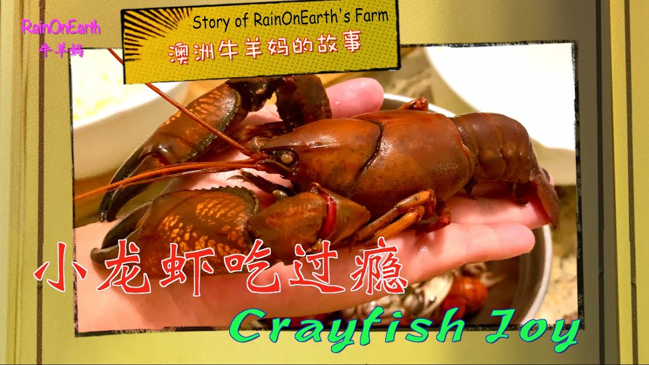 小龙虾吃过瘾Crayfish Joy 澳洲牛羊妈的故事19，Story of RainOnEarth's Farm(Ep19)