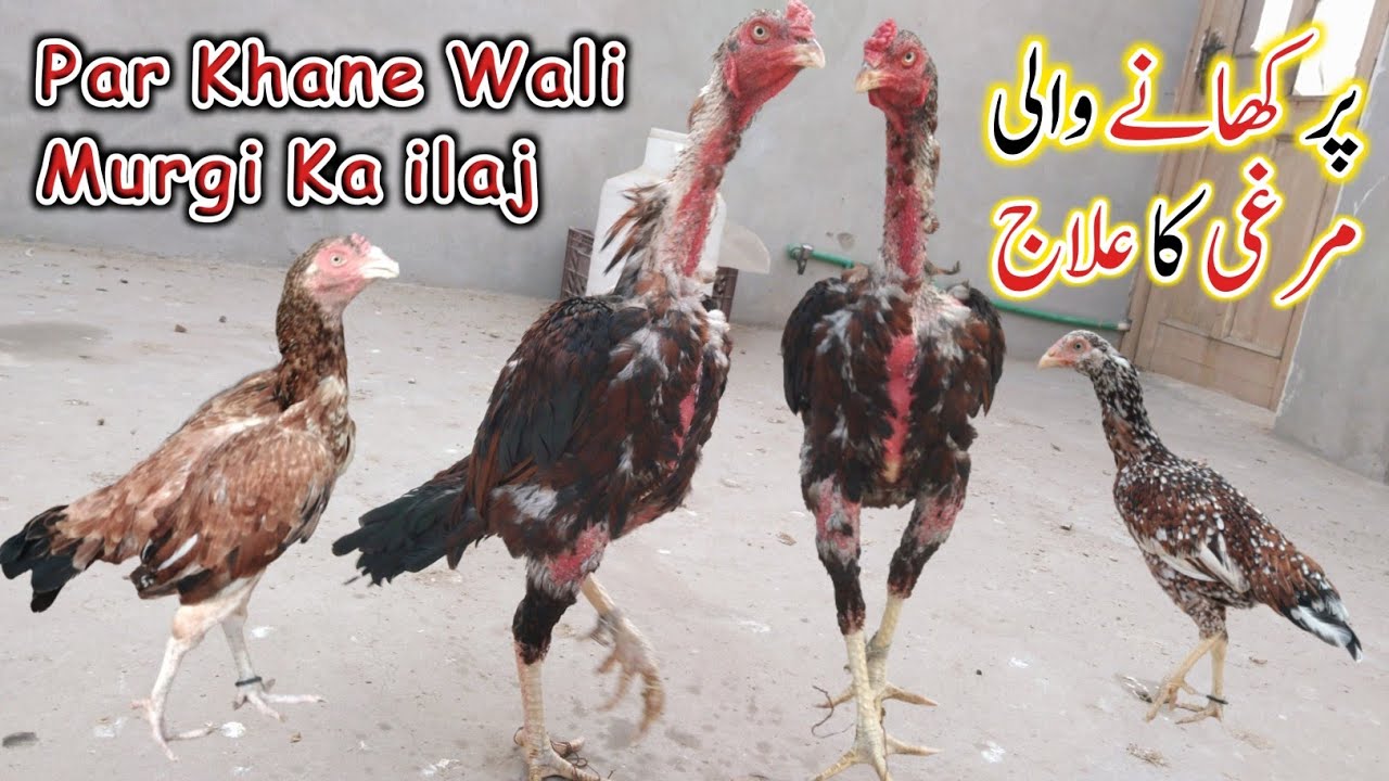 Par Khane Wali Murgi Ka Ilaj || How To Stop Chickens From Eating Feathers by HC Birds Information