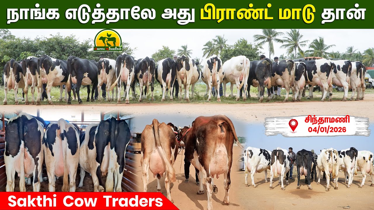 மாடு வாங்குவதில் இருந்து வீட்டுக்கு போற வரைக்கும் எங்க பொறுப்பு ..கவலையே வேண்டாம்