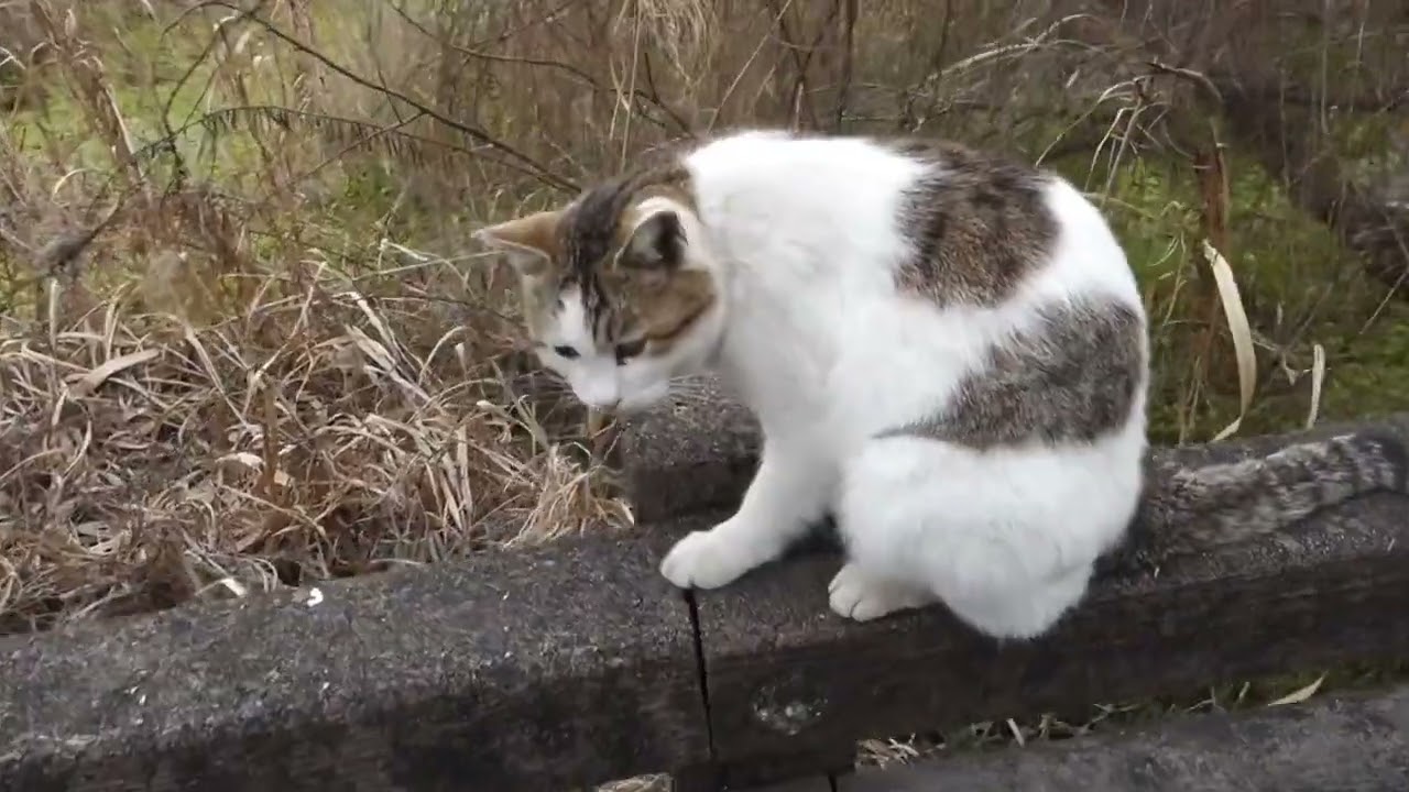 【Cat Video】 meowmeow Happy #cat  #cats  #cute