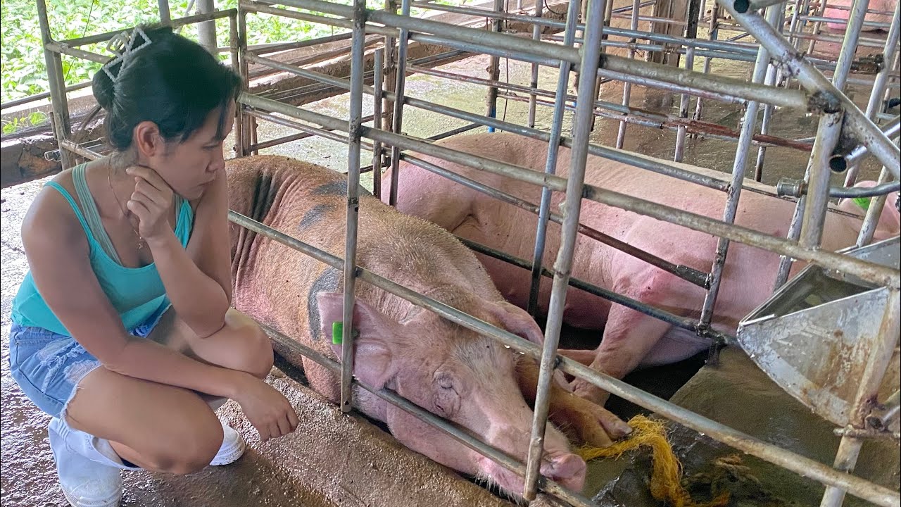 Ano na nangyari kay TOMI (barako) at sa mga Inahin namin?