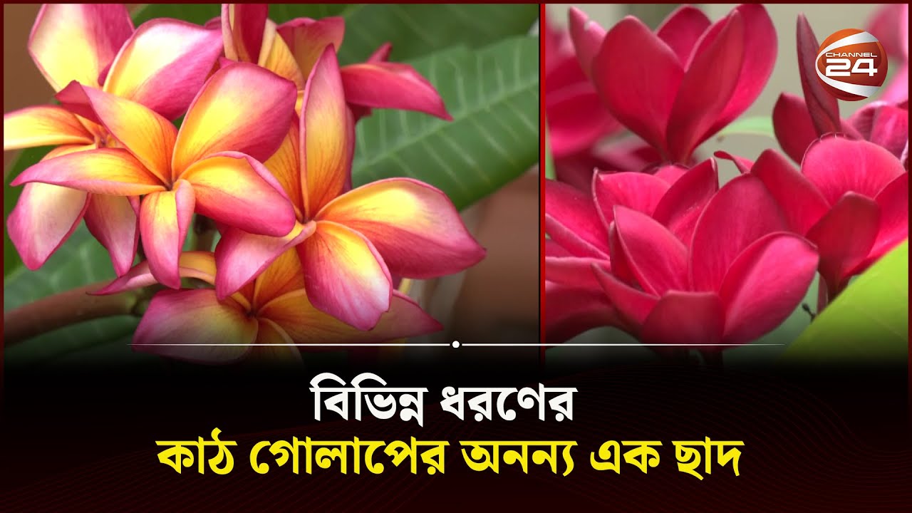 ছাদ ভর্তি কাঠগোলাপের গাছে! | Kath Golap | Roof Garden | Channel 24