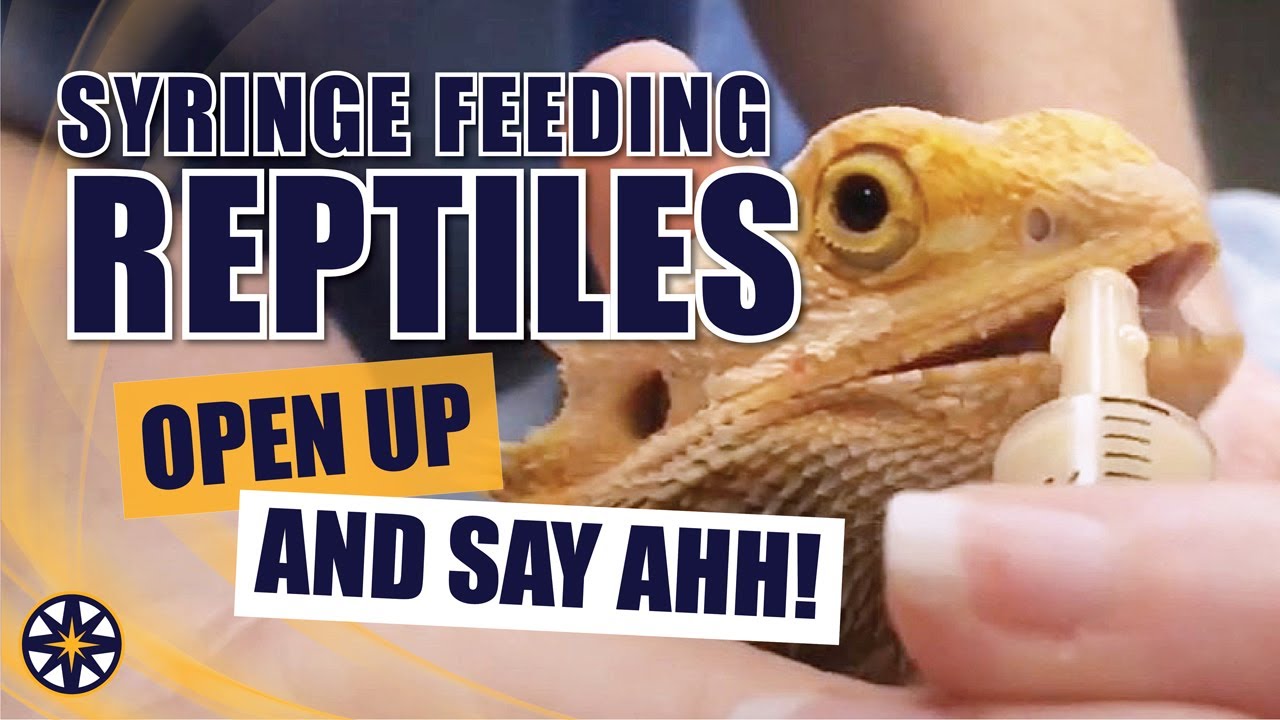 Кормление рептилий с помощью шприца