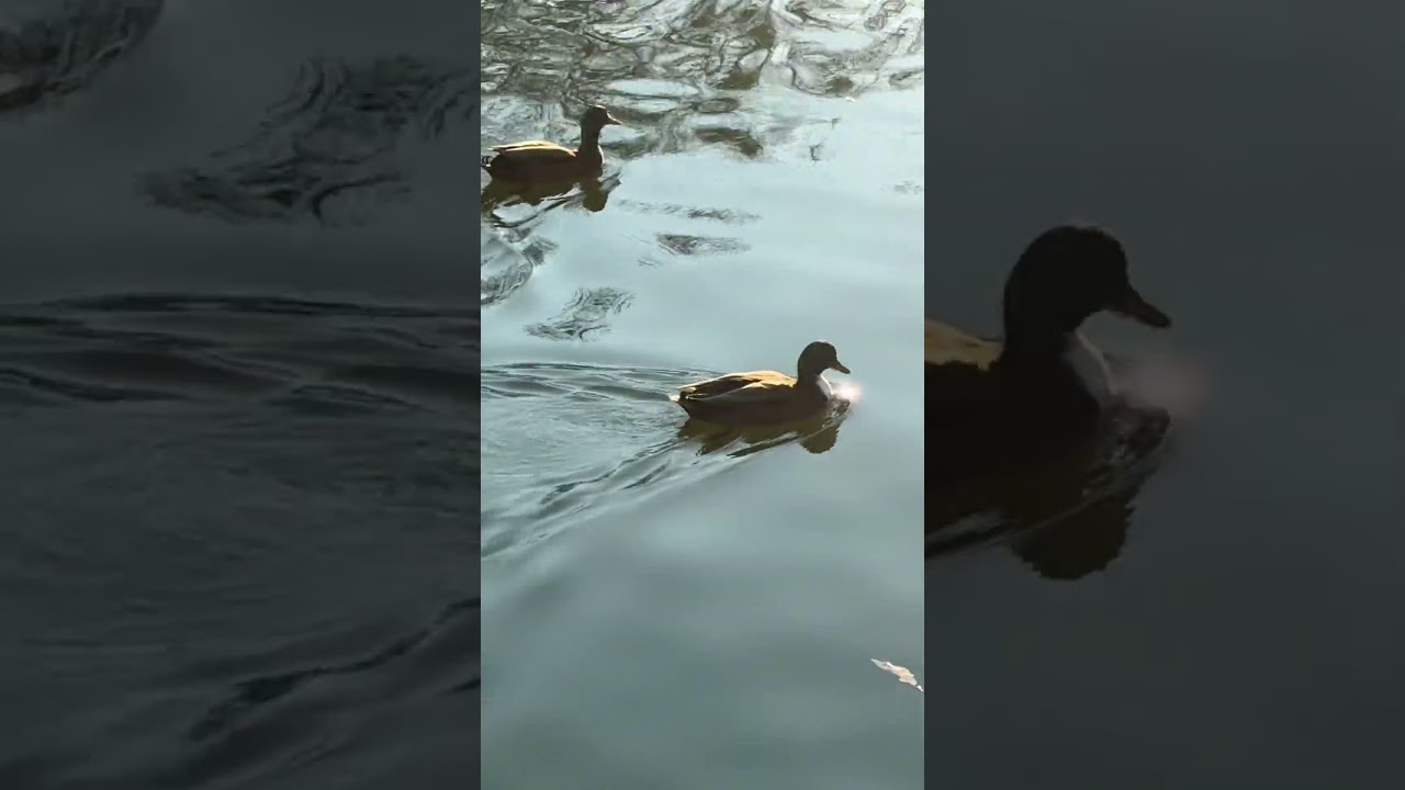 Serene Ducks: A Peaceful Swim on the Lake 🦆🪿