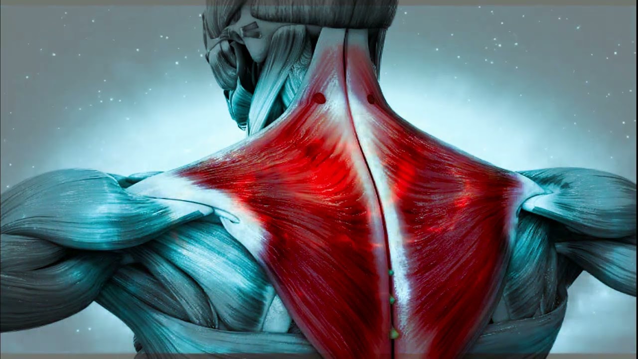 Shoulder & Arm Healing | 5.50 Hz Frequency Binaural Beats - 15 Min Rife Healing Sound Therapy