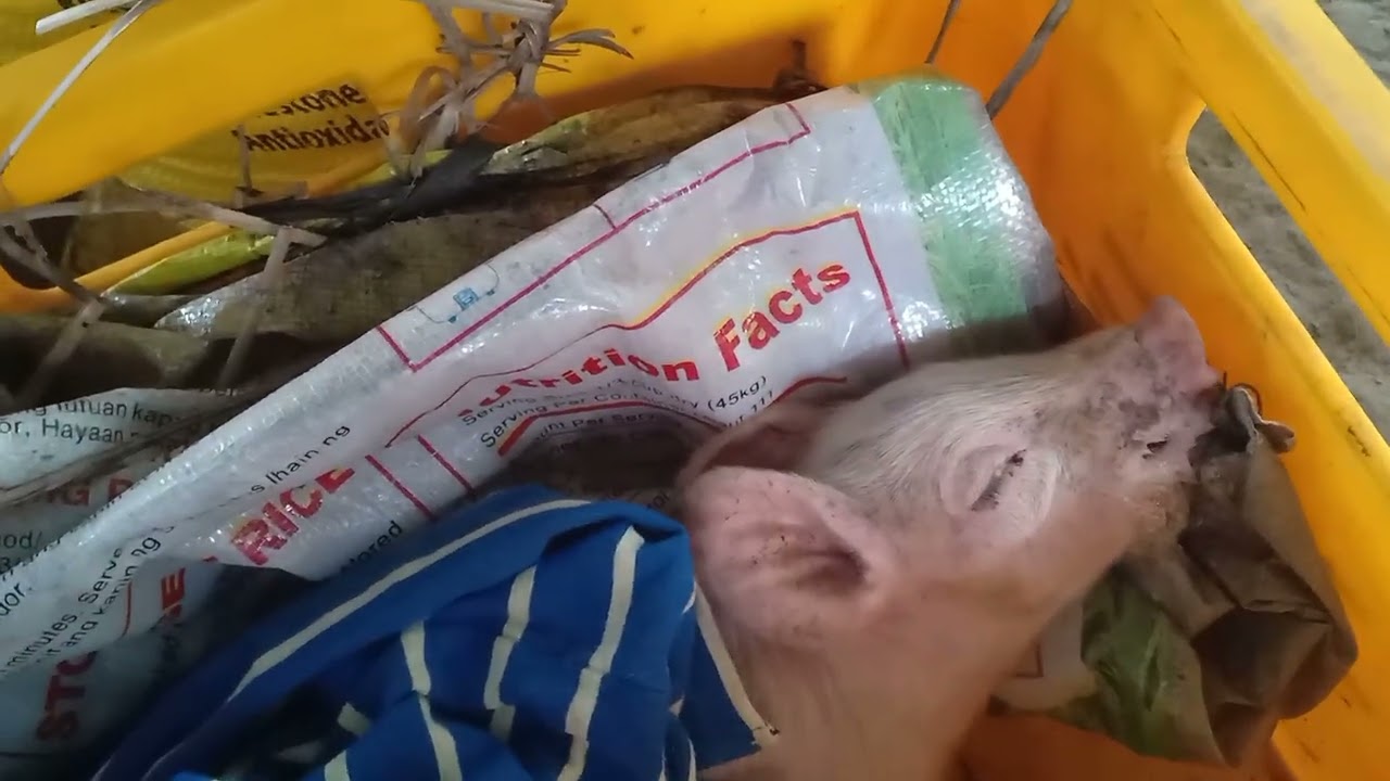 dahilan Ng pag TIGAS Ng panga at katawan Ng biik