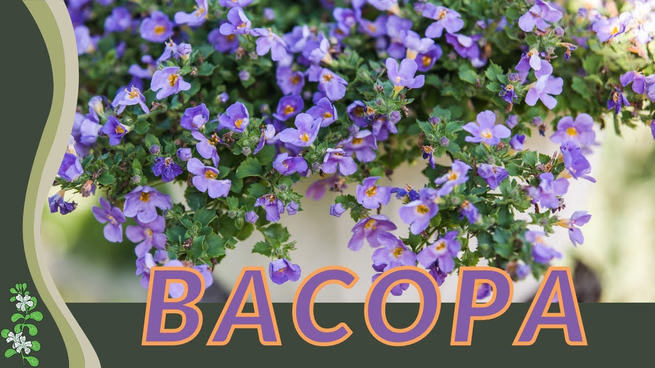 Всё, что вы хотели знать о БАКОПЕ! (Bacopa monnieri) &laquo;Водяной иссоп&raquo; или &laquo;Брахми&raquo;