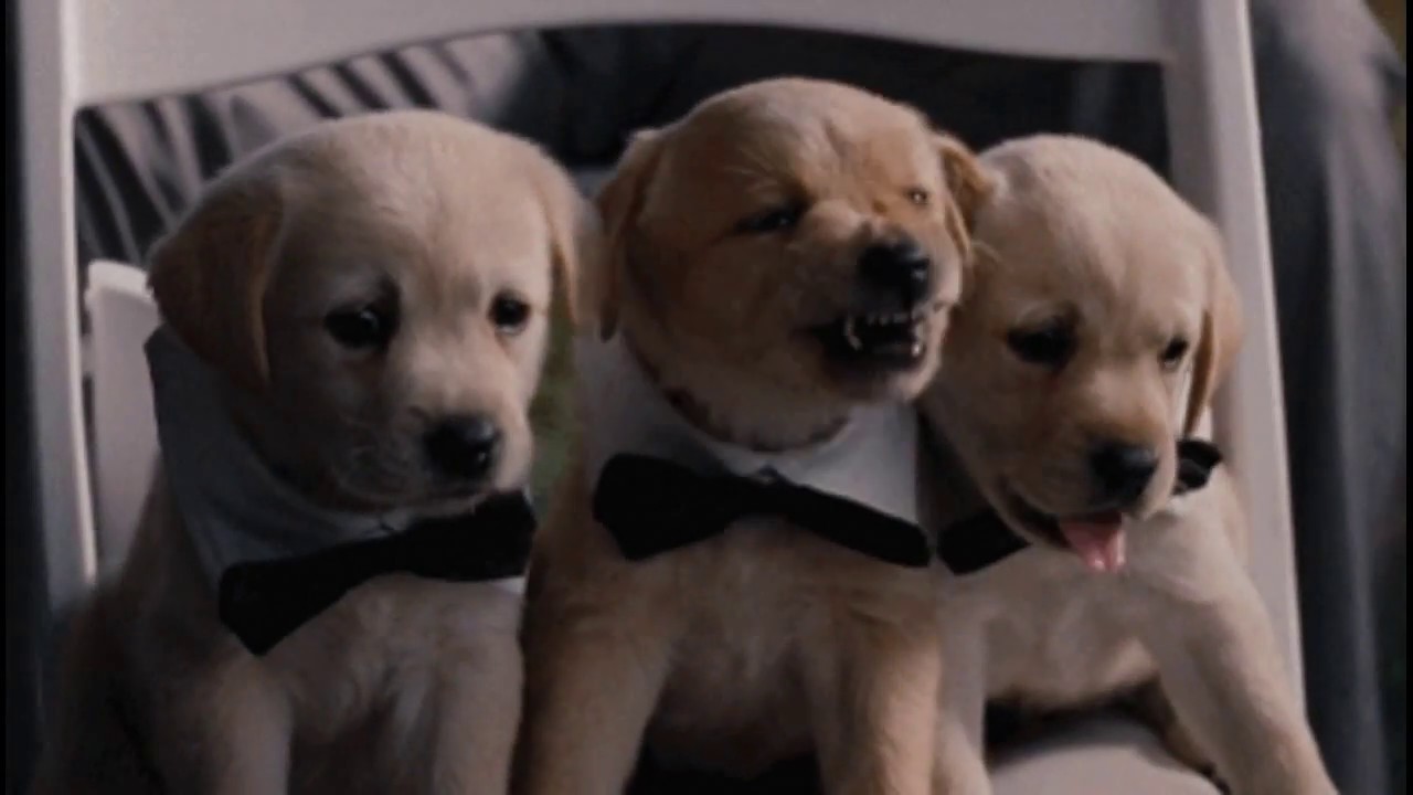 These Adorable Sleepy Puppies Will Instantly Brighten Your Day! Cute Animals Compilation