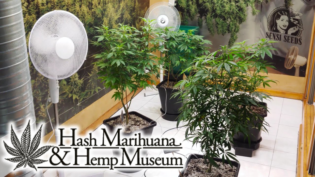 Hash Marihuana & Hemp Museum - Amsterdam, Netherlands