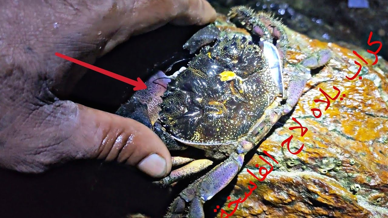 من احسن الطعوم المفضلة لسمك الشرغو وسمك الزريقة🦀