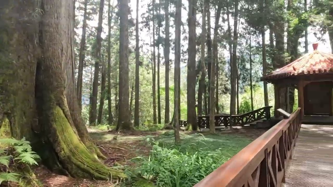 Taiwan's HiddenGem: Alishan & The Giant Cypress Trail and walkthrough. #taiwan #alishan  #gianttrees