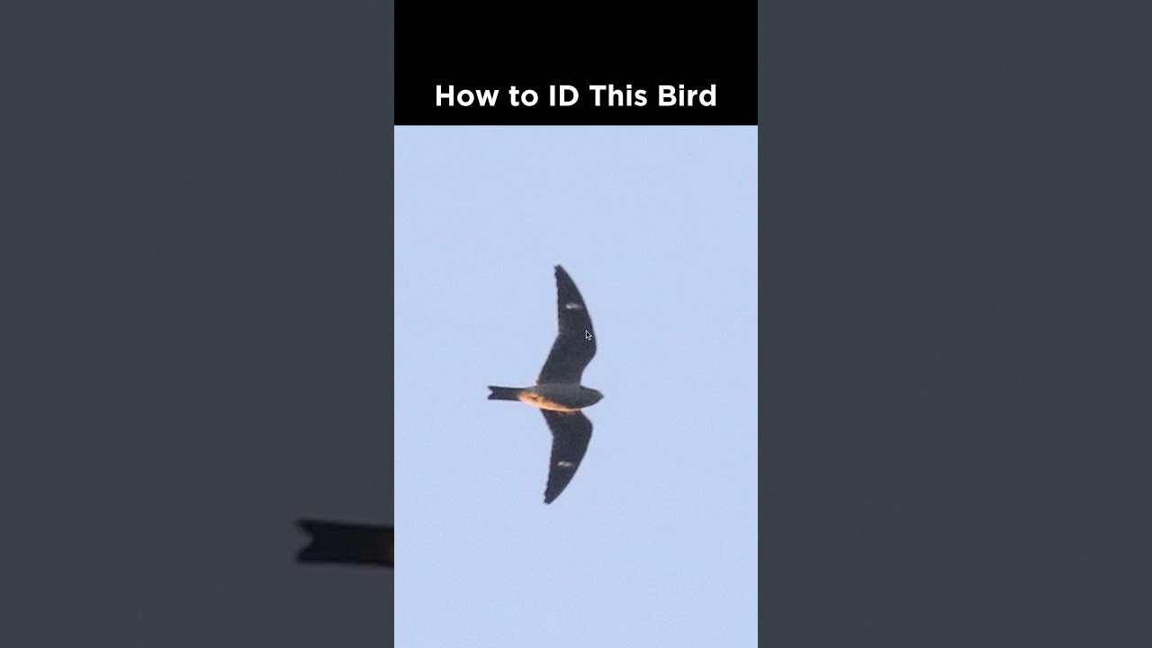 Do you recognize this bird in flight?