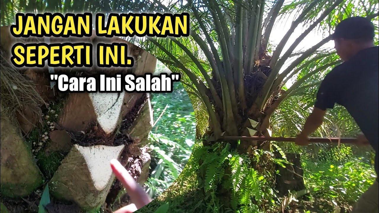 Cara Pruning Sawit Yang Benar Dan Salah