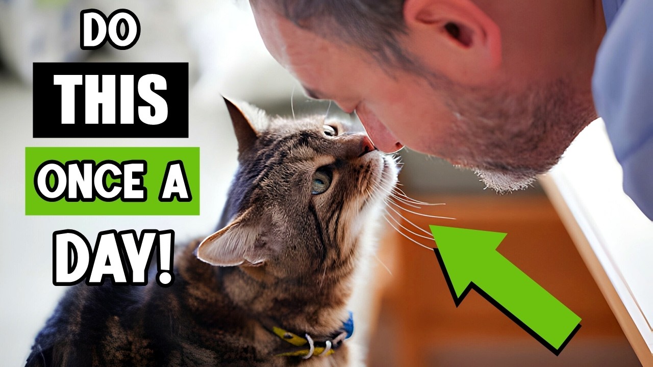 Do These 6 Things Daily! That’s How Cats Know You Love Them! 😻