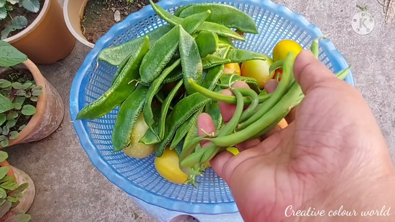 Sitkale amar chhad baganer sabji ..great harvesting  vedio ll Creative Colour World Blog ll