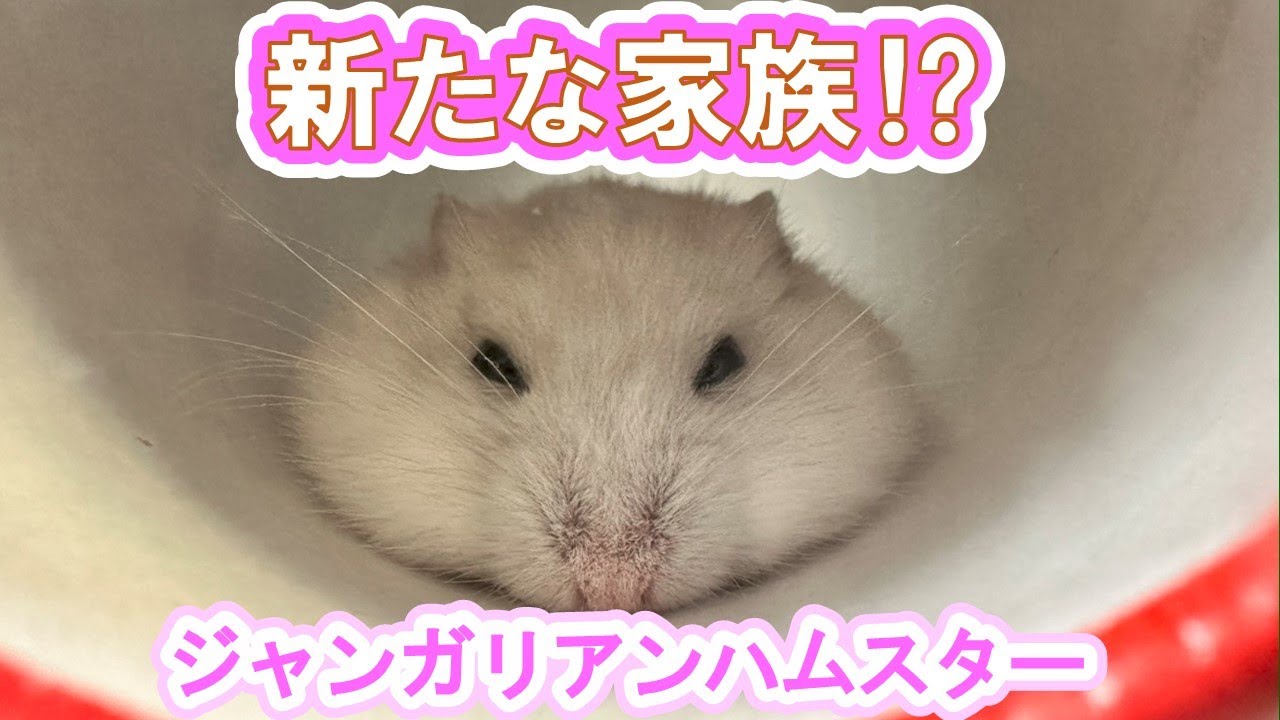 【ハムスターHamster】ジャンガリアンハムスターのパールホワイトを新しく家族に迎えました！ロボロフスキー、長毛ゴールデンハムスターと共に新たな生活がスタートします♪ ケージは豪華3階建て!!